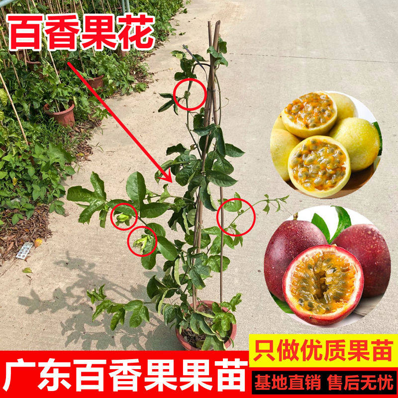 黄金百香果苗酸甜紫香百香果树甜度高家庭盆栽地栽果苗爬藤苗