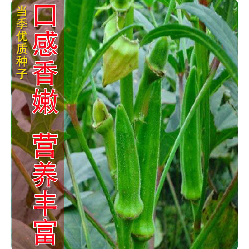 秋葵种子 农田菜园种鲜美清香脆嫩羊角豆秋葵籽 蔬菜种子