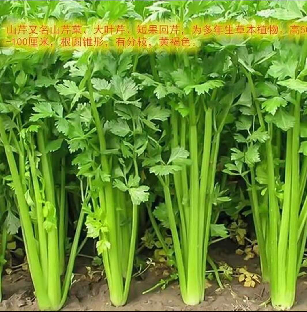 芹菜苗秧苗四季小香芹苗种子西芹菜苗农家土芹菜苗育苗盆营养土苗
