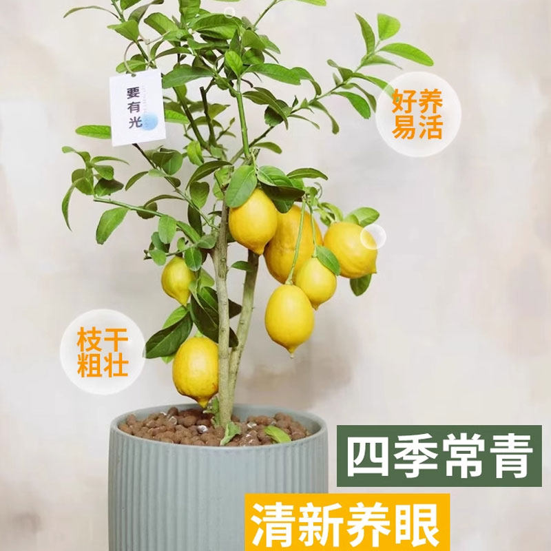 柠檬树盆栽四季柠檬苗树阳台室内植物开花卉种植结果北方果树