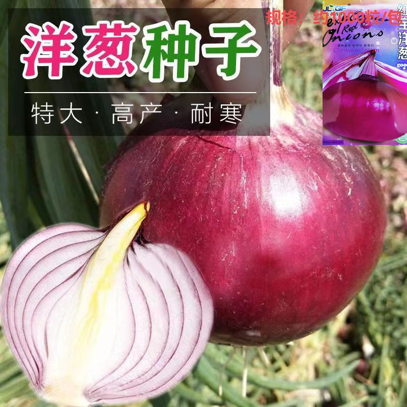 特大洋葱种子红皮紫皮四季高产早熟耐寒阳台盆栽蔬菜种子