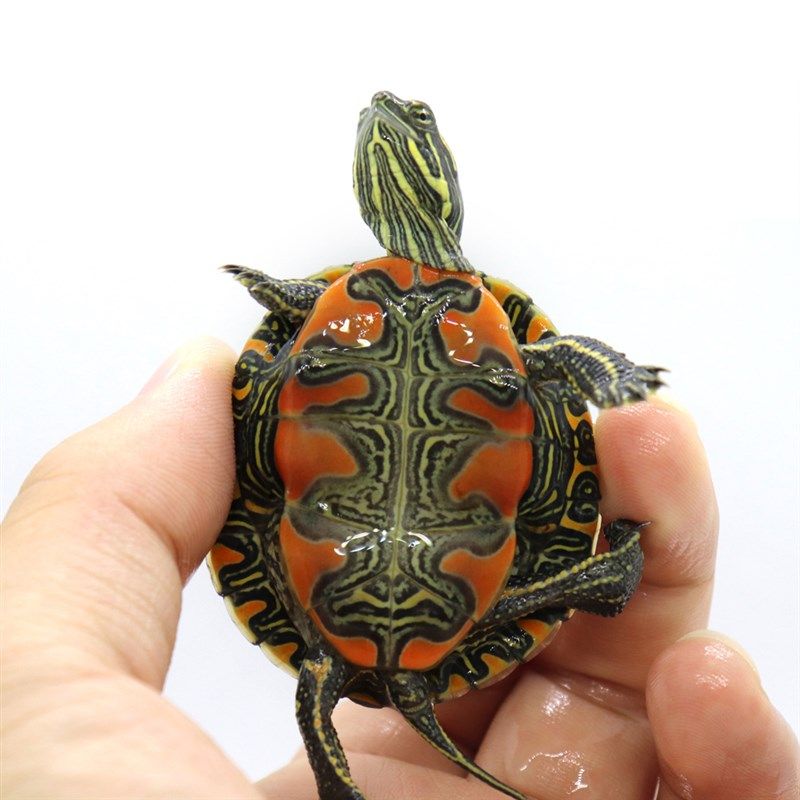 东锦龟红腹西锦龟鱼缸混养网红小乌龟活物宠物观赏龟苗火焰吃粪龟,纺织面料/辅料/配套,其他纺织机械,淘宝优惠券,粉丝福利购,淘宝优惠卷