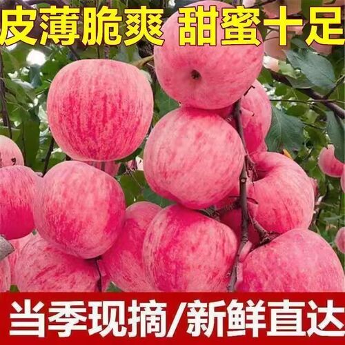 正宗陕西洛川红富士苹果