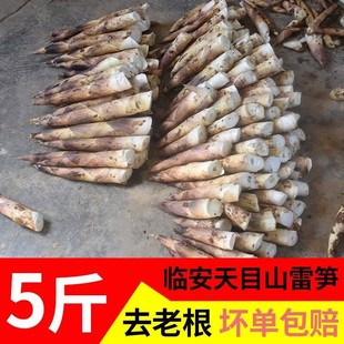 正宗福建建瓯现挖农家雷笋3-5斤装毛笋脆嫩鲜小竹笋时令蔬菜冬笋