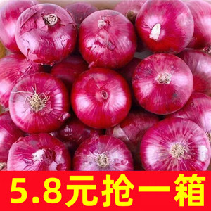 紫皮洋葱10斤新鲜脆甜水果