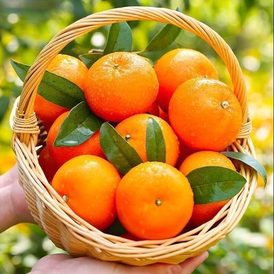 广西武鸣沃柑橘子新鲜