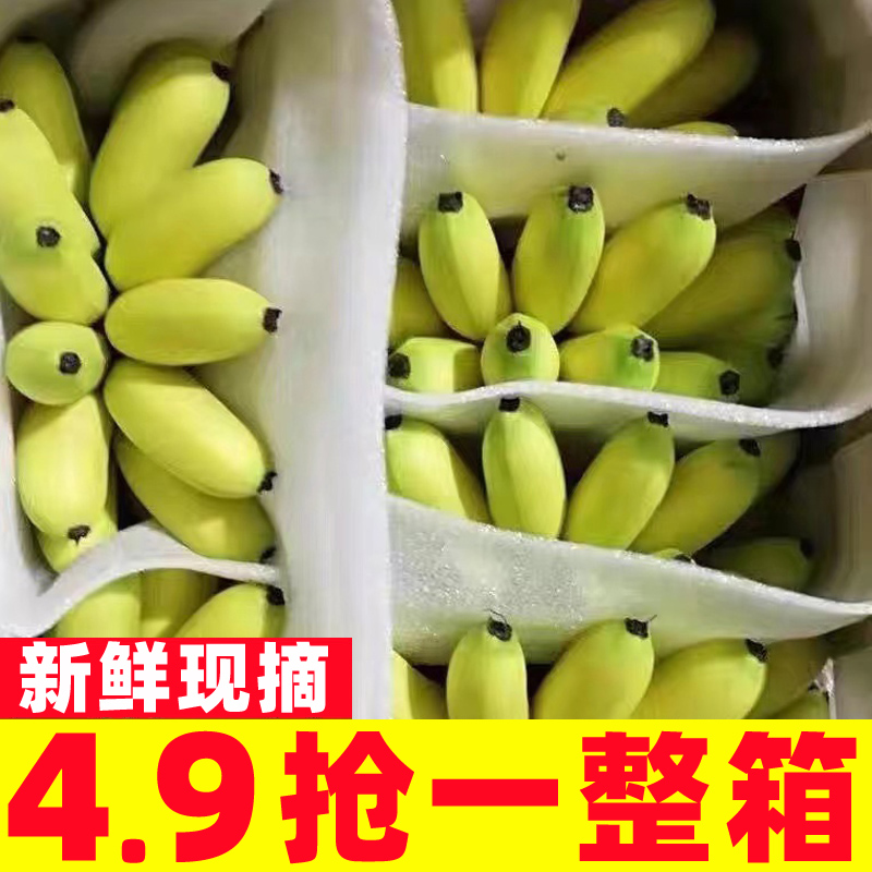 广西小米蕉香蕉新鲜水果