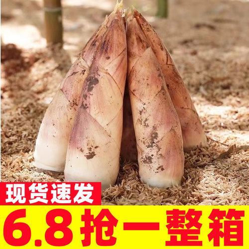 新鲜雷竹笋现挖现发秋笋