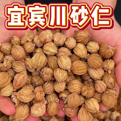 香砂仁香料川砂仁四川宜宾正宗香砂仁商用无硫调味增香炖汤香砂仁