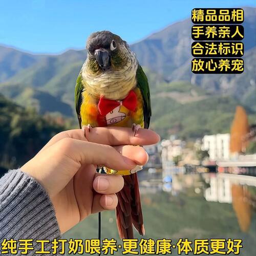 小太阳鹦鹉活体手养宠物黄边肉桂凤梨鹦鹉会说话小鸟小鸟活物鸟类