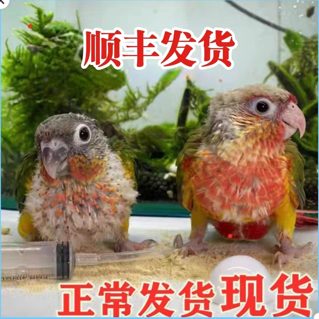 小太阳凤梨黄边肉桂蓝化和尚标识小鸟类专用混合粮雏鸟奶粉蛋小米