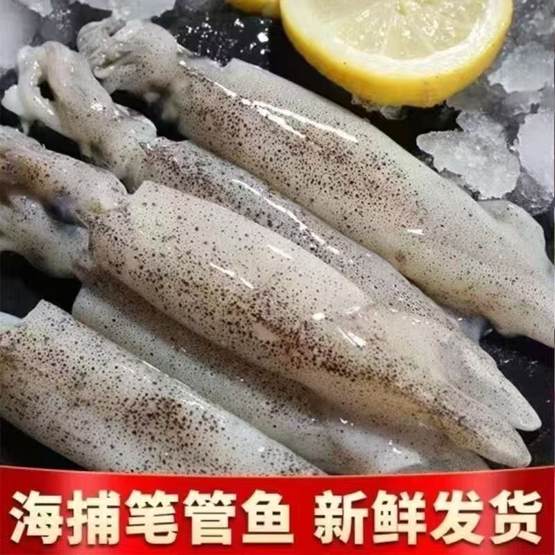 【顺丰包邮】海捕新鲜大海兔冷冻笔管鱼鱿鱼墨鱼仔八爪鱼海产品