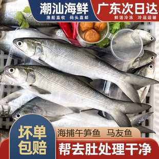 马友鱼午笋鱼新鲜海捕海鱼冷冻潮汕海鲜水产2条500g大午鱼午仔鱼