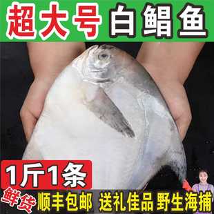 【顺丰】1斤1条东海野生大白鲳鱼新鲜银鲳鱼平鱼扁鲳鱼海鲜水产