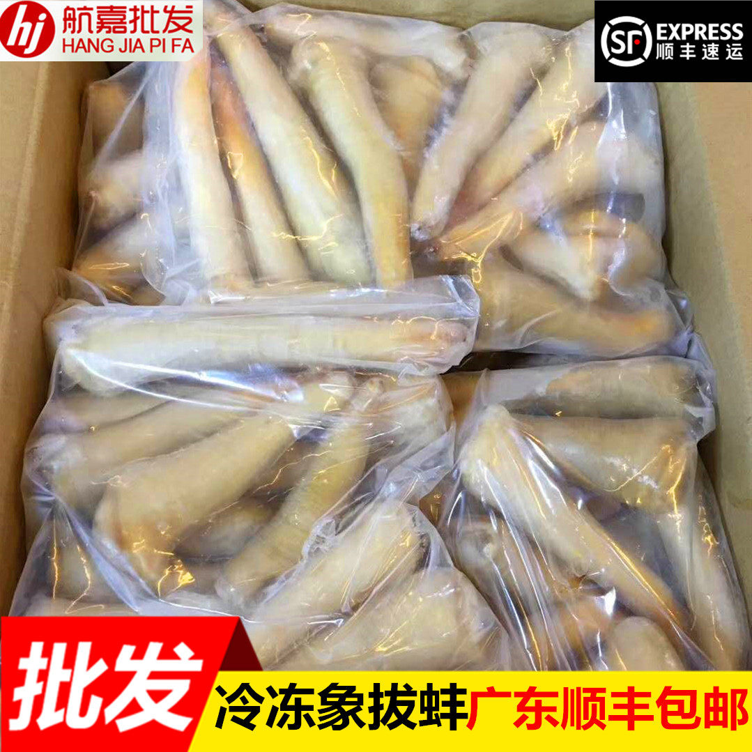 新鲜象拔蚌冷冻蚌类含冰量1kg刺身切片日料象牙蚌广东内顺丰