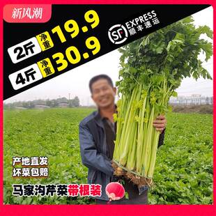 马家沟空心芹菜山东青岛特产大叶黄玻璃脆顺丰包邮新鲜蔬菜