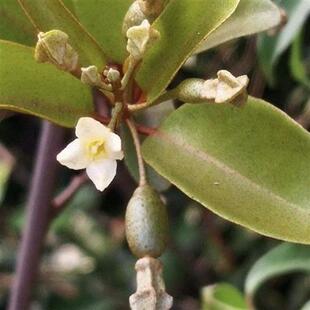 大别山胡秃子盆景羊奶果可食用观果小老桩木半夏胡颓子盆栽寒茱萸