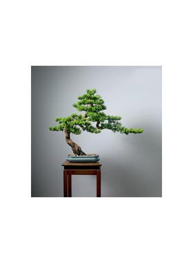 中国风彷迎宾松彷树盆景客厅办公室入口禅宗酒店装修景观绿化植物