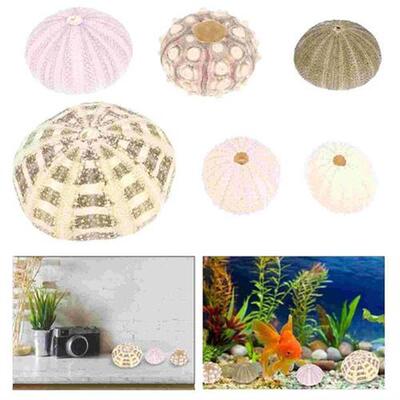 6pcs Air Nautical Décor Sea Urchin Shells for Air Pla