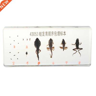 Lifecycle of a Frog Specimens Paperweight Educational Scien