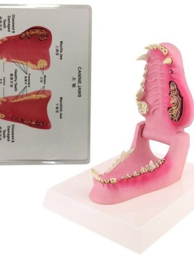 Dog Tooth Anatomy Model Canine Veterinary Animal Skeleton Ve