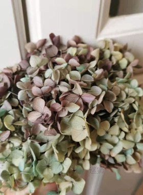 20g/lot,High quality Preserved Anna Hydrangea flower,Nature