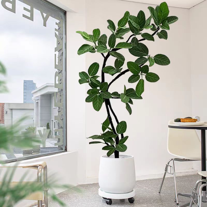 网红绿植观叶孟加拉榕榕阳台客厅格调绿植