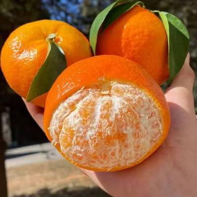 广西武鸣沃柑产地现摘现发