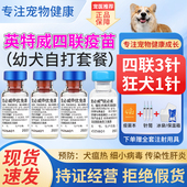 英特威狗疫苗宠物成犬小狗二四联狂犬疫苗幼犬套餐针预防细小正品