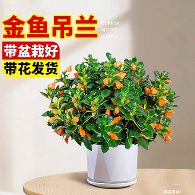 快速发货金鱼吊兰盆n栽带花苞金鱼花卉绿植带花盆室内客厅专用四