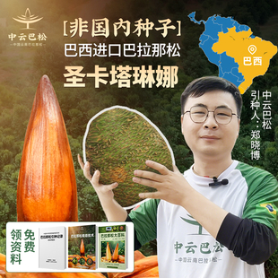 云南巴拉那松巴拉那松种子圣卡塔琳娜巴拉那松树苗