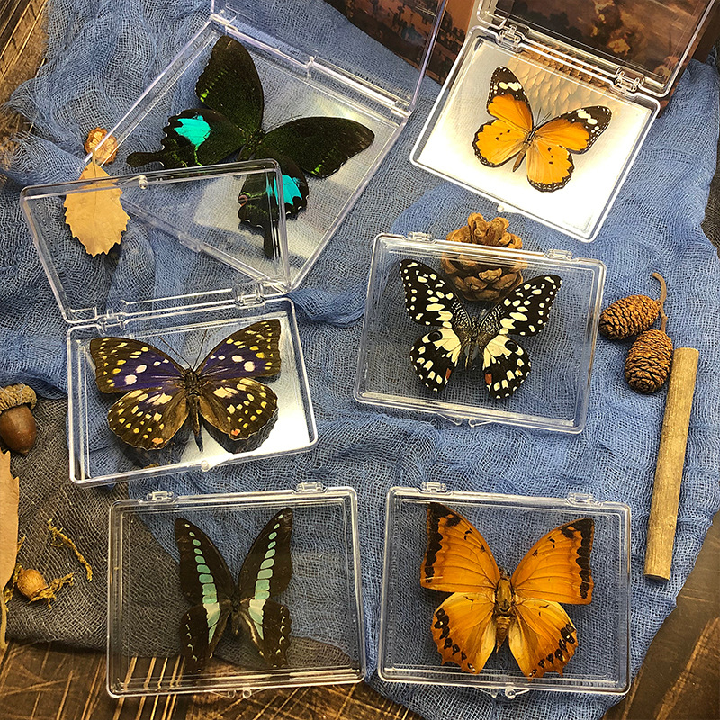 真蝴蝶标本透明盒生日礼