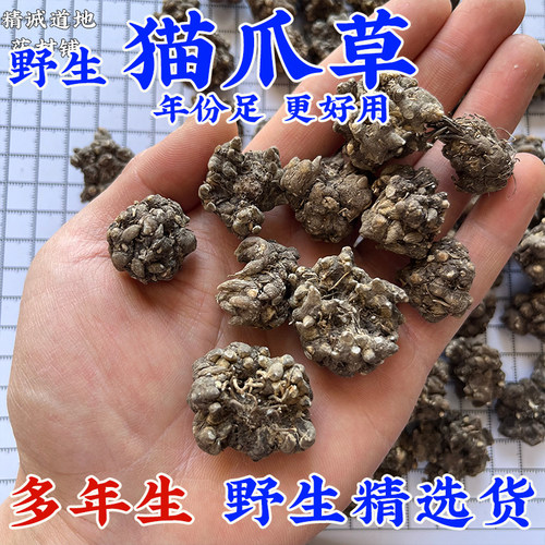 精选湖南多年生野生猫爪草大个头