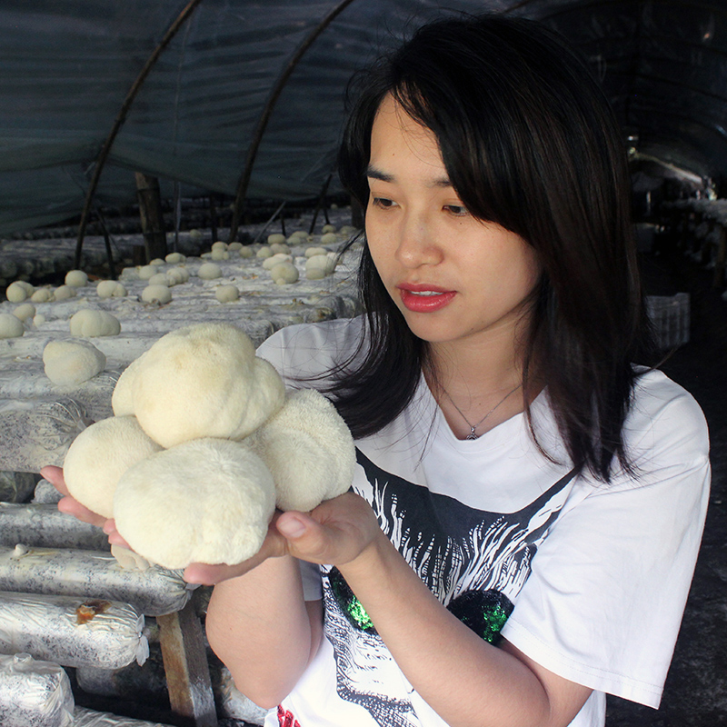 新鲜猴头菇头茬买四斤送半斤