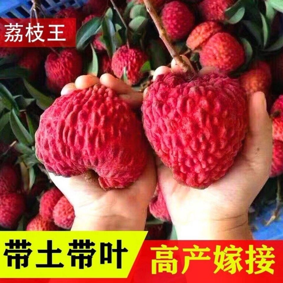 楼顶种植个头超大果荔枝苗
