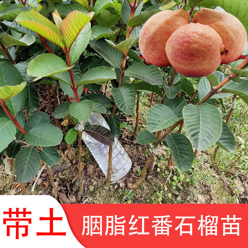 红心芭乐番石榴果树盆栽嫁接苗