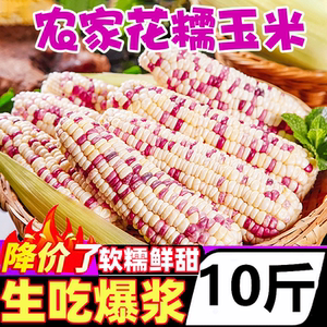 新鲜花糯玉米10斤现摘当季整箱甜玉米棒子苞谷粒水果玉米蔬菜现摘