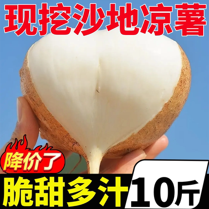 广西凉薯新鲜现挖白心地瓜沙葛水果蔬菜农家番薯即食脆甜10斤大果