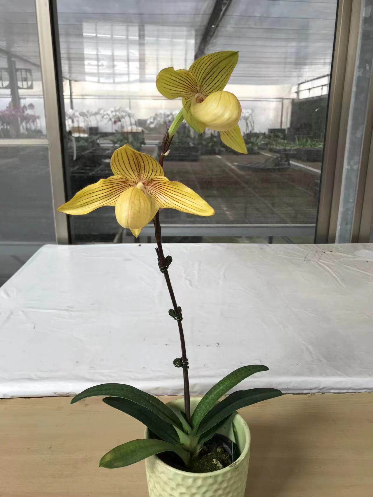 杰哥原生种洋兰兜兰 金国王 室内盆栽绿植