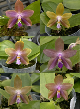 花农杰哥原生种趣味珍奇类进口蝴蝶兰花盆栽绿植花卉K22191