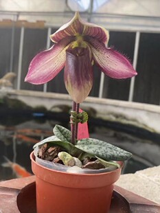 杰哥原生种洋兰兜兰花 魔帝x朗氏 室内盆栽绿植