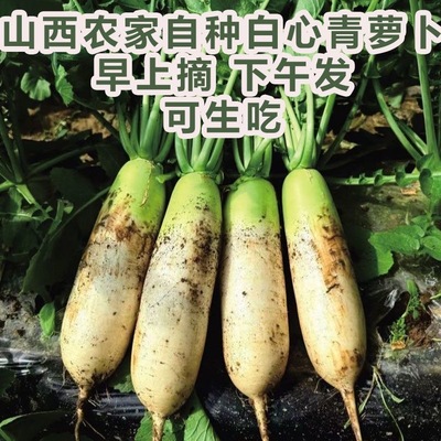 新鲜白萝卜农家自种地头现挖