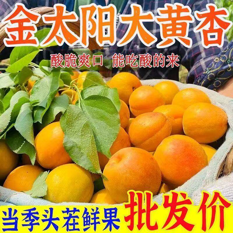 果中邢山西运城大黄杏新鲜杏子当季孕妇水果软糯香甜农家自种