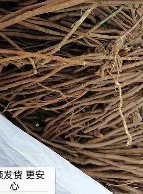 四 川新OXN鲜威灵仙百条根一把米老虎铁须 扫帚整颗纯根1斤帮人采