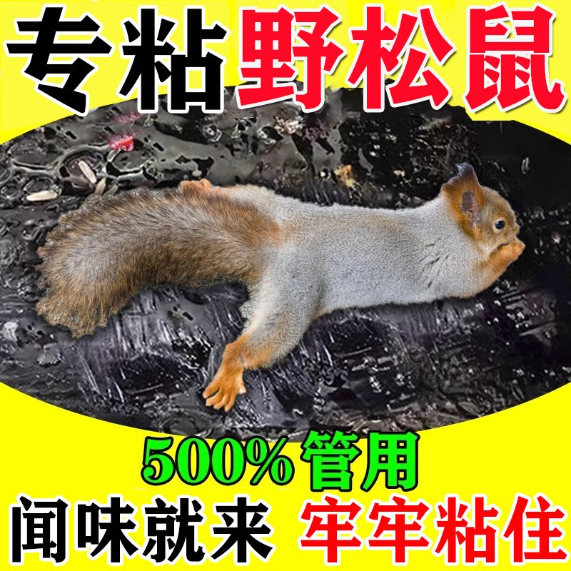 一碰就粘】粘松鼠神器户外果园花