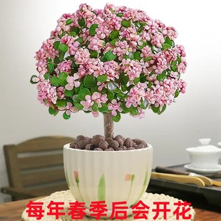 金枝玉叶小苗f盆栽金玉满堂盆栽独颗多肉盆景小叶玉树老桩绿植花