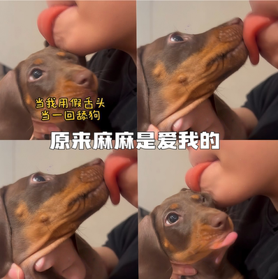 【麻麻是爱我的】宠物陪伴假舌头