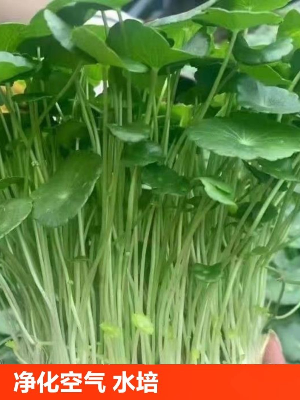 铜钱草水培植物室内外盆栽客厅金钱草植物花卉绿植净化空气精品