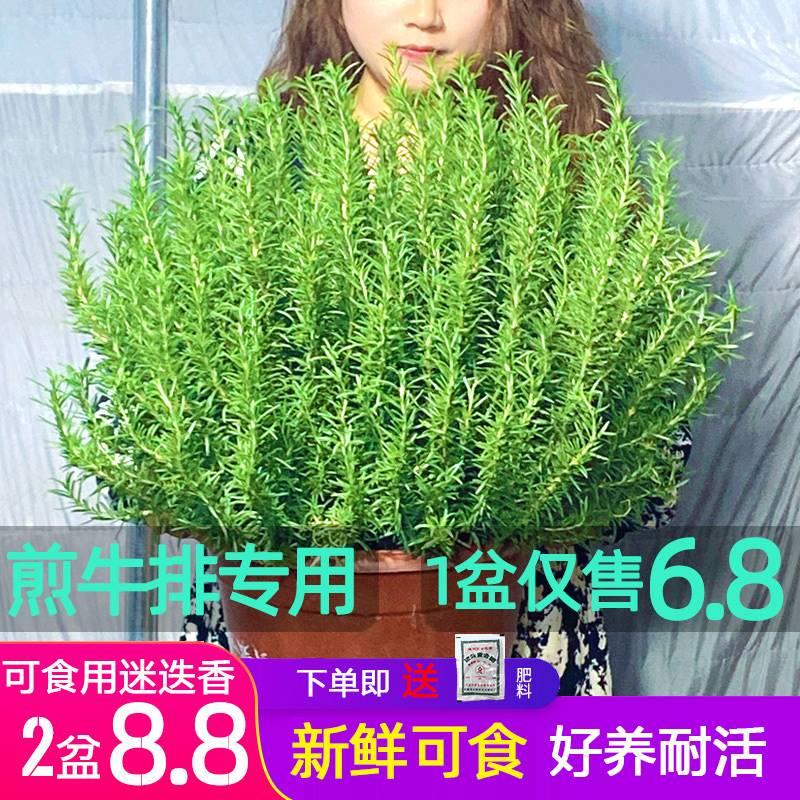 迷迭香盆栽牛排用新鲜百里香苗可食用薄荷叶紫苏罗勒香草植物调料 鲜花速递/花卉仿真/绿植园艺 花托/移动托盘 原图主图