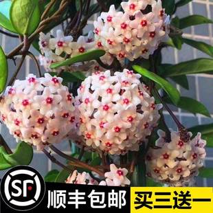 开花卉室内爬藤绿叶心叶球兰植物吊兰卷 球兰盆栽绿植带花大苗四季